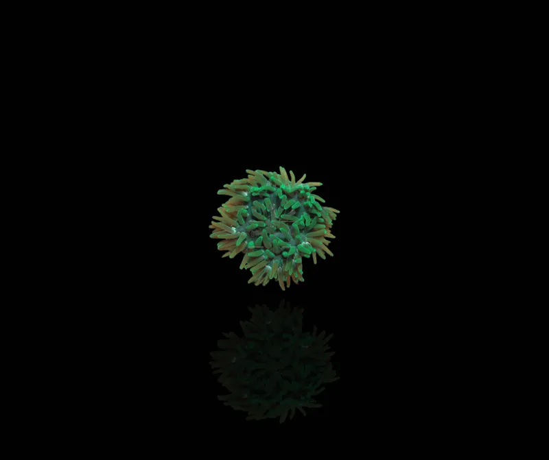 Macrodactyla Doreensis (green)